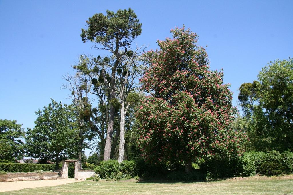 Chateau De Bournand B&B Buitenkant foto